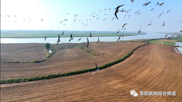 又出现了!阜阳上空壮观一幕 又出现了!阜阳上空壮观一幕