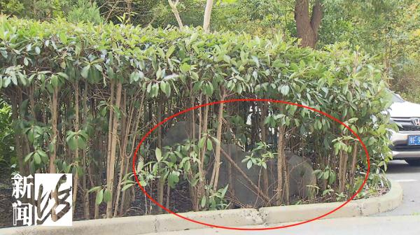 真的！上海一小区竟藏着古墓石像群，居然大有来头！不少人开始担心…