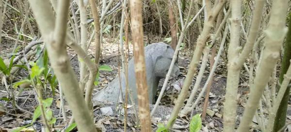 上海一小区绿化带惊现“古墓群”!市民担心…… 上海一小区绿化带惊现“古墓群”!市民担心……