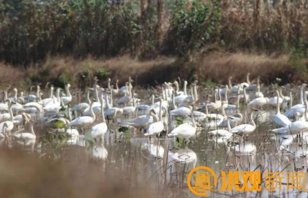 这个冬天,来南昌看鸟吧! 这个冬天,来南昌看鸟吧!
