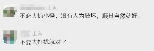 上海一小区绿化带惊现“古墓群”!市民担心…… 上海一小区绿化带惊现“古墓群”!市民担心……