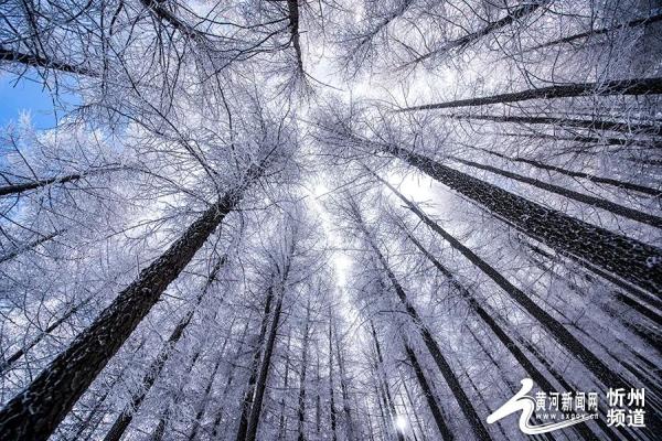 五寨管涔山之巅现雾凇奇观 五寨管涔山之巅现雾凇奇观