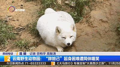 体重超标、翻身困难！圆滚滚的“胖妲己”遭同伴嘲笑！网友：它好尴尬好无奈……