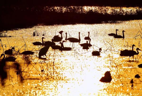 这个冬天,来南昌看鸟吧! 这个冬天,来南昌看鸟吧!