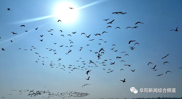又出现了!阜阳上空壮观一幕 又出现了!阜阳上空壮观一幕