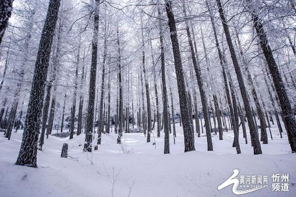 五寨管涔山之巅现雾凇奇观 五寨管涔山之巅现雾凇奇观