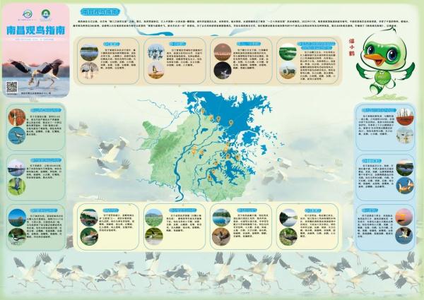 这个冬天,来南昌看鸟吧! 这个冬天,来南昌看鸟吧!