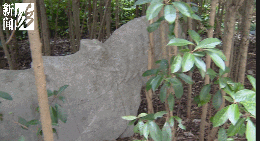 上海一小区绿化带惊现“古墓群”!市民担心…… 上海一小区绿化带惊现“古墓群”!市民担心……