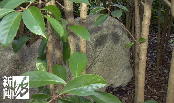 真的！上海一小区竟藏着古墓石像群，居然大有来头！不少人开始担心…