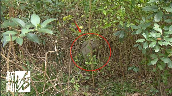 真的！上海一小区竟藏着古墓石像群，居然大有来头！不少人开始担心…