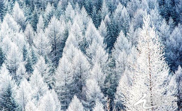 五寨管涔山之巅现雾凇奇观 五寨管涔山之巅现雾凇奇观