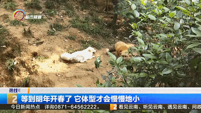 体重超标、翻身困难！圆滚滚的“胖妲己”遭同伴嘲笑！网友：它好尴尬好无奈……