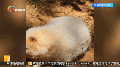 体重超标、翻身困难！圆滚滚的“胖妲己”遭同伴嘲笑！网友：它好尴尬好无奈……