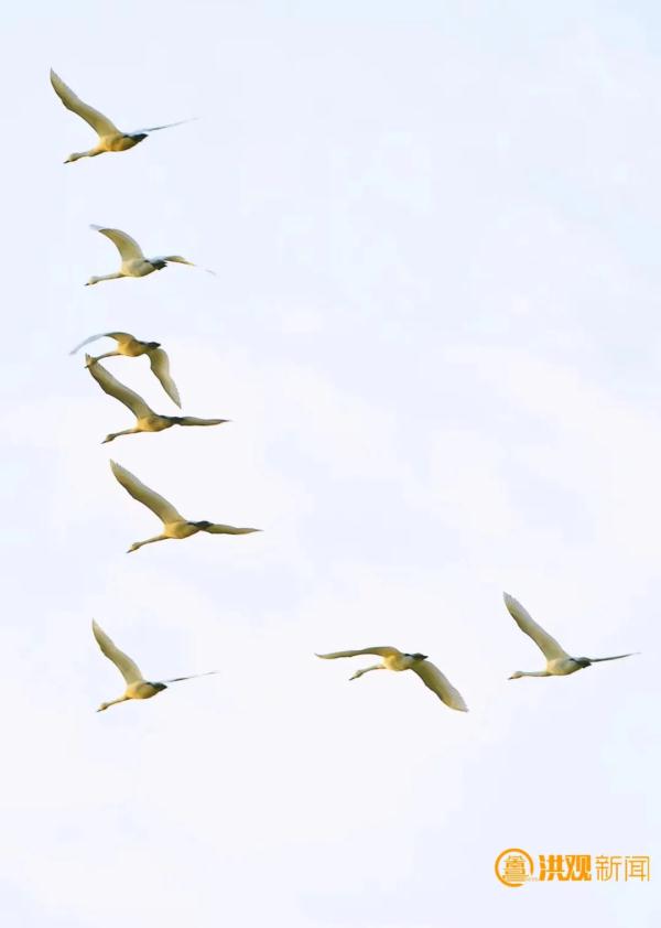 这个冬天,来南昌看鸟吧! 这个冬天,来南昌看鸟吧!