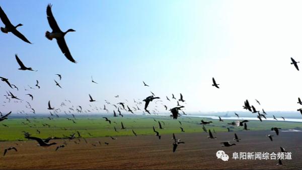 又出现了!阜阳上空壮观一幕 又出现了!阜阳上空壮观一幕