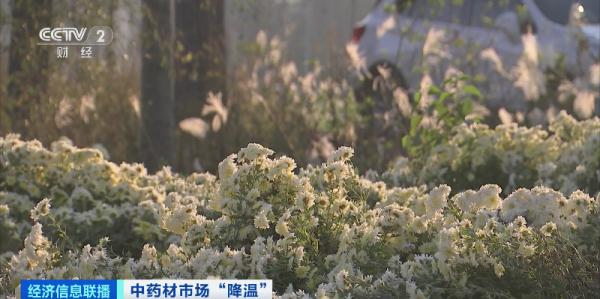 “狂飙”暂停!中药材价格降了,原因几何? “狂飙”暂停!中药材价格降了,原因几何?