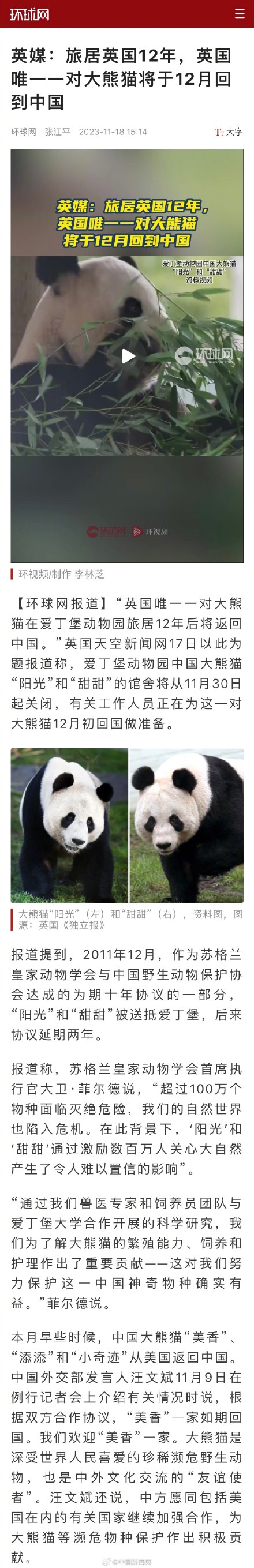 旅英大熊猫阳光和甜甜即将回国