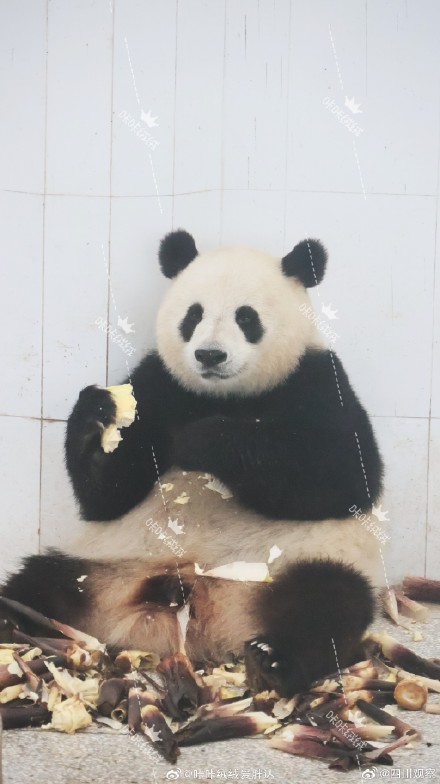 大熊猫小馨吃播超解压