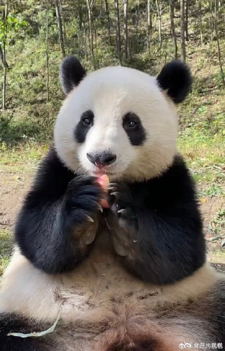 大熊猫小馨吃播超解压