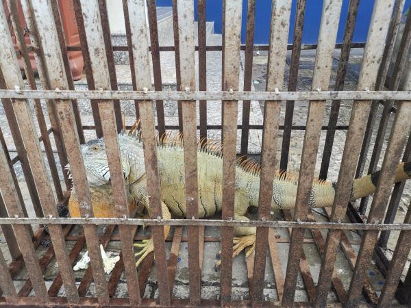 1.2米长蜥蜴闯入村民家中 移民管理警察：锁喉拿捏