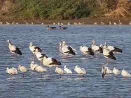 首次现身!会游泳的“鸡”! 首次现身!会游泳的“鸡”!