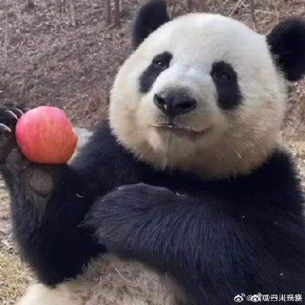 大熊猫小馨吃播超解压
