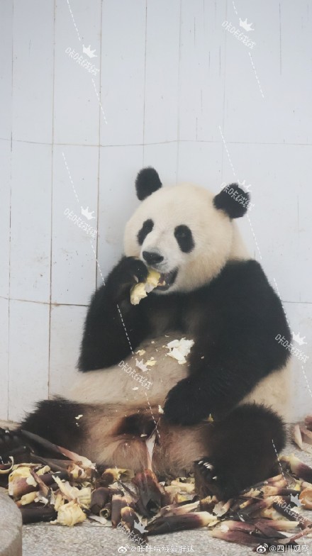 大熊猫小馨吃播超解压