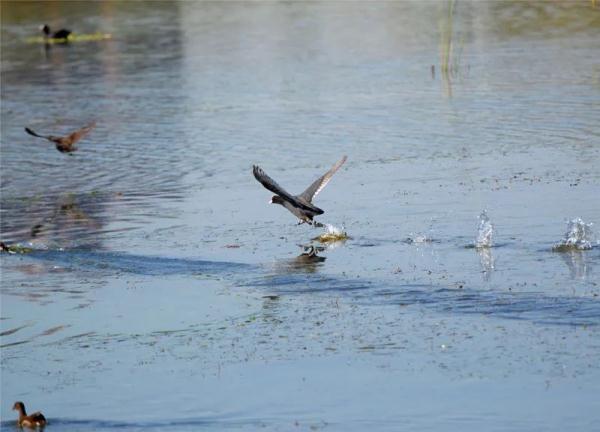 首次现身!会游泳的“鸡”! 首次现身!会游泳的“鸡”!