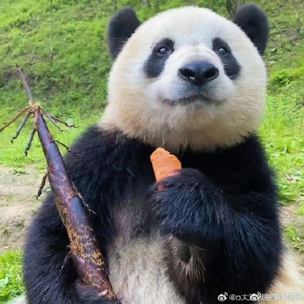 大熊猫小馨吃播超解压