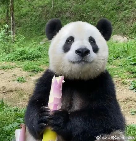 大熊猫小馨吃播超解压