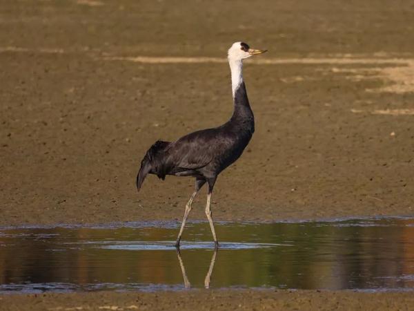 首次现身!会游泳的“鸡”! 首次现身!会游泳的“鸡”!