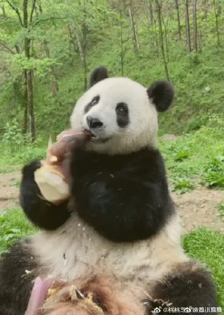 大熊猫小馨吃播超解压