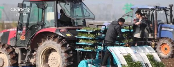 各地加强科技支持 助力油菜增产增效 各地加强科技支持 助力油菜增产增效