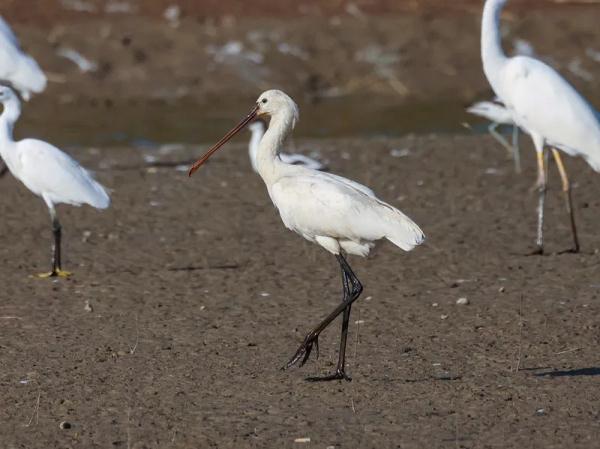首次现身!会游泳的“鸡”! 首次现身!会游泳的“鸡”!