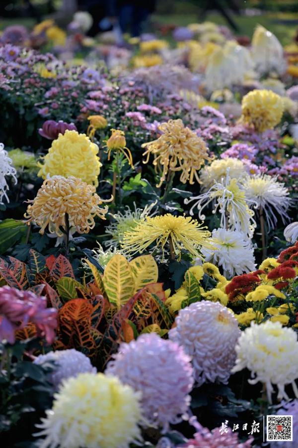 最后10天！武汉人抓紧了