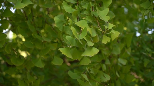 上海0001号银杏“树王”树叶变黄了么？什么时候是最佳观赏期？答案都在这里了→