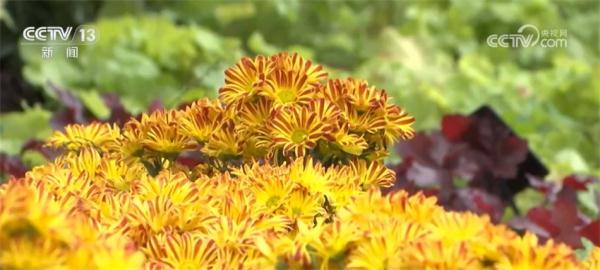 让入侵物种“无处可逃” 我国首次启用数字化信息技术进行监测预警 让入侵物种“无处可逃” 我国首次启用数字化信息技术进行监测预警