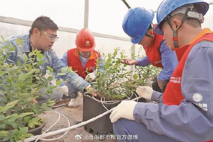 青藏高原也能种植蓝莓啦