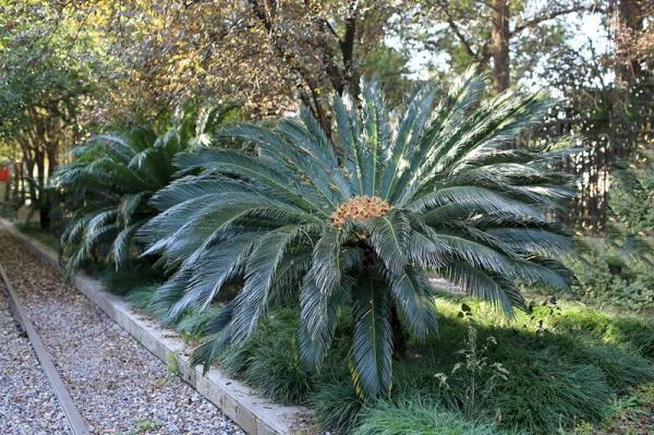 紧急提醒!有毒,千万别吃! 紧急提醒!有毒,千万别吃!