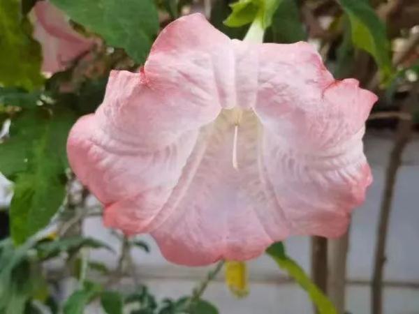 极美!剧毒!昆明一小区发现…… 极美!剧毒!昆明一小区发现……