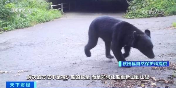 180人被熊袭击！日本防熊喷雾卖断货 什么情况？