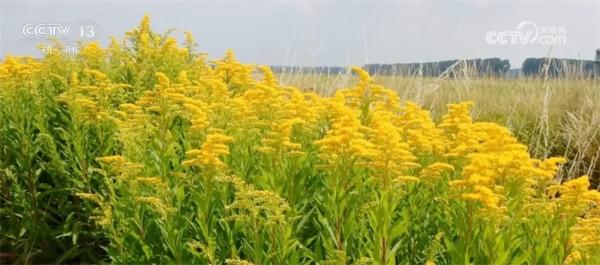 让入侵物种“无处可逃” 我国首次启用数字化信息技术进行监测预警 让入侵物种“无处可逃” 我国首次启用数字化信息技术进行监测预警