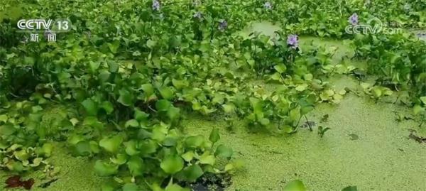 让入侵物种“无处可逃” 我国首次启用数字化信息技术进行监测预警 让入侵物种“无处可逃” 我国首次启用数字化信息技术进行监测预警