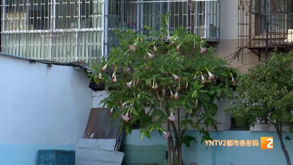 一株花开引关注,专家提醒:很美,但有毒,千万别碰! 一株花开引关注,专家提醒:很美,但有毒,千万别碰!