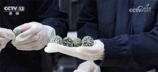 让入侵物种“无处可逃” 我国首次启用数字化信息技术进行监测预警 让入侵物种“无处可逃” 我国首次启用数字化信息技术进行监测预警