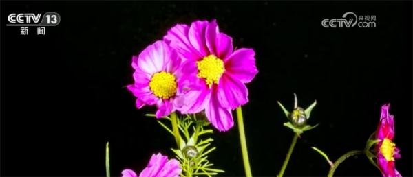 让入侵物种“无处可逃” 我国首次启用数字化信息技术进行监测预警 让入侵物种“无处可逃” 我国首次启用数字化信息技术进行监测预警