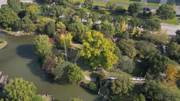 上海0001号银杏“树王”树叶变黄了么？什么时候是最佳观赏期？答案都在这里了→