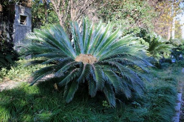 有毒,千万别吃!这个“外星”物种,上海也发现了 有毒,千万别吃!这个“外星”物种,上海也发现了