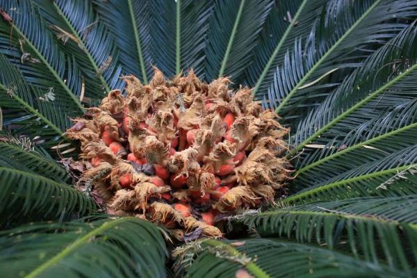 有毒,千万别吃!这个“外星”物种,上海也发现了 有毒,千万别吃!这个“外星”物种,上海也发现了