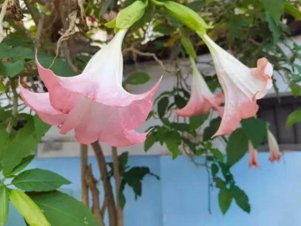 极美!剧毒!昆明一小区发现…… 极美!剧毒!昆明一小区发现……